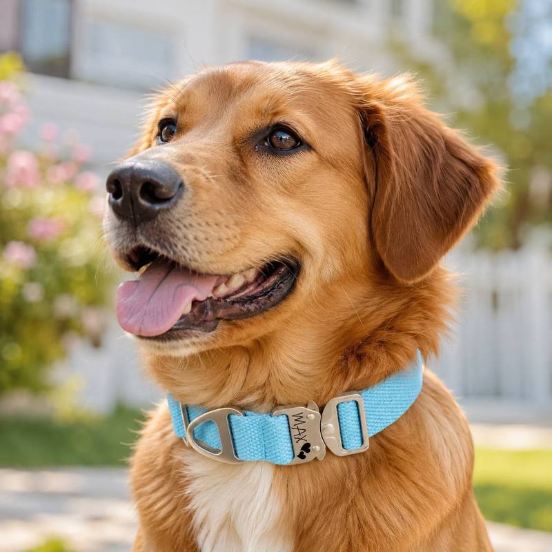 Custom Tactical Dog Collar - F - Outdoor Adventure Vector recension och pris